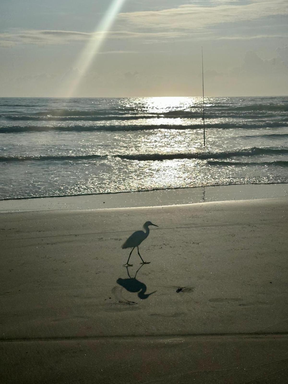 Flamingo Inn Beachfront - Daytona Beach Exterior foto